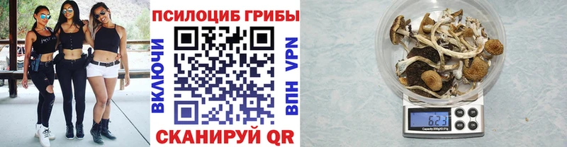 Купить закладки  Асбест  Псилоцибиновые грибы Psilocybine cubensis 